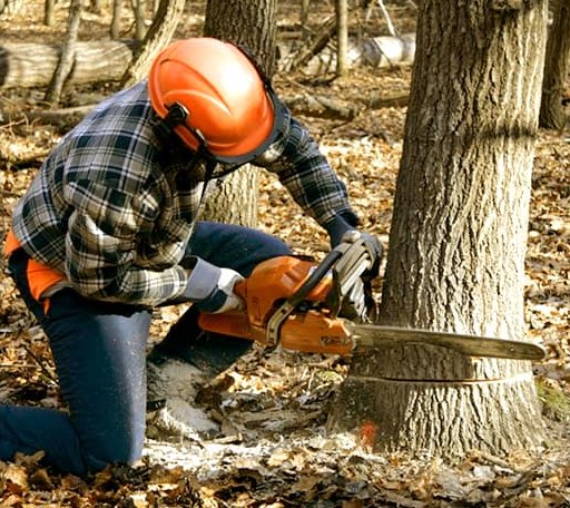 Tree Removal in New Cambria, KS
